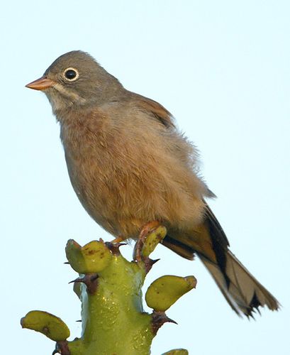 Grey-necked bunting